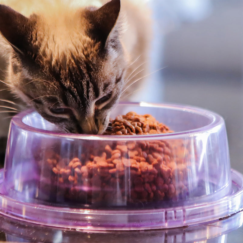 Comedouro Transparente AntiFormiga Cães e Gatos Petlon – 1,25L
